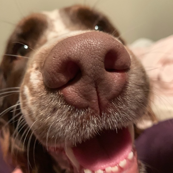 Meet your Posher, Adam - Picture 1 of 1